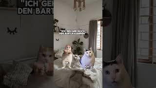 Welchen Bartwuchs meint er🧐😂 catmemes katzenvideos beziehung freundin dogmemes beautyday [upl. by Anniroc]