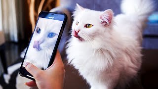 Cats Try To Get Tiktok Famous Compilation [upl. by Akemed]