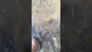 Fishing Meandering River fishing vuralvideo shorts [upl. by Kirby]