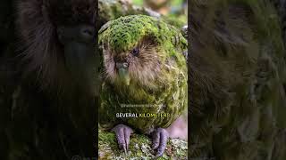 Kakapo  New Zealands Remarkable Night Parrot [upl. by Ettenor]