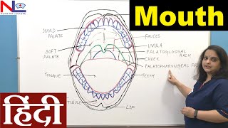 Mouth Anatomy in Hindi  Oral Cavity  Buccal Cavity  Digestive System  GI tract  Nursing Lecture [upl. by Zelda]