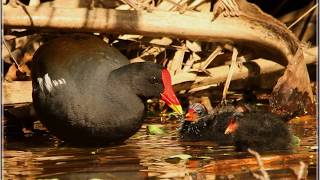 Common Moorhen call [upl. by Statis]