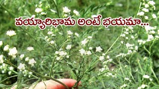 Parthenium and its eradication ll PJTSAU [upl. by Omrellig36]