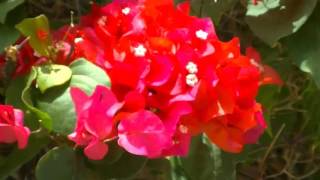 Bougainvillea Vermelho [upl. by Machute]