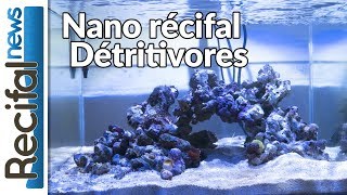 VLOG4 Axel  les détritivores pour aquarium récifal nano [upl. by Marian]