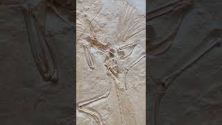 Archaeopteryx Nr1 The London specimen cast fossils archaeopteryx dinosaur [upl. by Leahcym271]