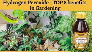 Hydrogen Peroxide for plants  8 Uses in Organic Gardening [upl. by Ainavi982]