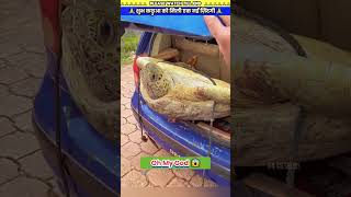 शुभ कछुआ को मिली एक नई ज़िंदगी 🙏 animal animals animallover animalrescue turtle [upl. by Zeke157]