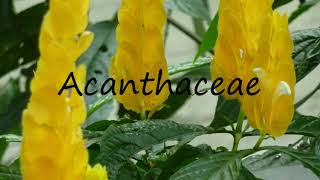 How to Pronounce Acanthaceae [upl. by Hidie]