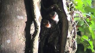 Treecreeper nest Buckfastleigh 2005 [upl. by Janina868]