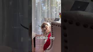 Smiling dog meme funnydogvideos cutedog smilingdog smilinggirl morkie [upl. by Aicat393]