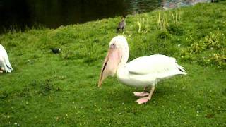 Pelican vs Swan [upl. by Guidotti]