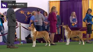 Collies Smooth  Breed Judging 2020 [upl. by Barbette]