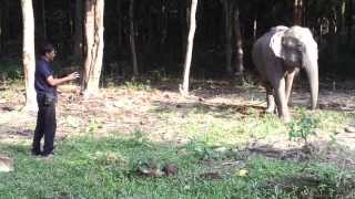 Ultrasonic sound effect test on elephant [upl. by Ulyram]