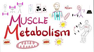 Muscle Contraction Muscle Fatigue and Oxygen Debt  Biology and Physiology [upl. by Shipp722]