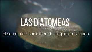 Diatomeas El secreto del suministro de oxígeno en la tierra [upl. by Fisk10]