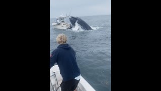 MUST SEE Whale crashes into boat in Portsmouth Harbor and capsized it [upl. by Leumek]