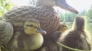 Baby Ducklings With Mom Duck Calling Sounds [upl. by Balfore]