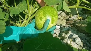 ASI PREPARO DELICIOSA RECETA OREJONES DE CHILACAYOTE 😋 [upl. by Sergio]