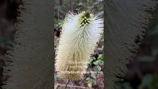 Bottlebrush grass tree [upl. by Royd177]