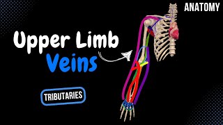 Veins of the Upper Limb Subclavian Axillary Superficial and Deep Veins  Anatomy [upl. by Niotna]