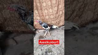 Cheena Saleta Murgha aseelkukkar aseelkukar aseelkukkar1 [upl. by O'Meara240]