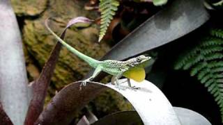 Anolis roquet summus droht [upl. by Routh]