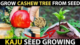 How To Grow Cashew Tree From Seed  Cashew Seed Germination  Grow Kaju Plant From Seed [upl. by Clothilde]