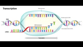 Transcription Lecture [upl. by Car849]