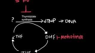 How Antineoplastic Work chemotherapy [upl. by Raychel]