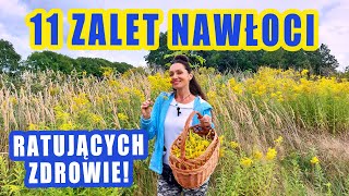 11 Potężnych walorów nawłoci ratujących zdrowie [upl. by Vincent]