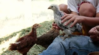 Backyard Chickens 101 [upl. by Lorac]