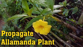 How to Propagate Allamanda Plant from Cutting  Grow Allamanda Plant with Update [upl. by Stinson]