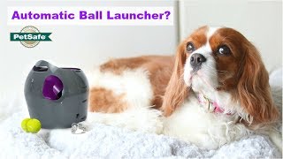 PetSafe Automatic Ball Launcher for Dogs  Review  Herky the Cavalier [upl. by Jerroll]