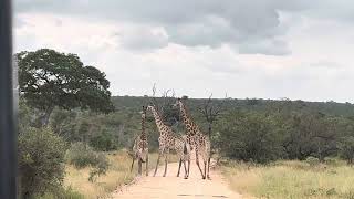 Girrafes Fight in the Kruger National Park [upl. by Ambrogio]