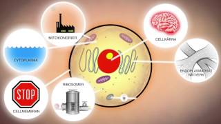 Celler och levande organismer NO [upl. by Ursel]
