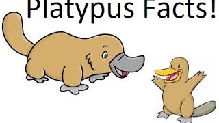 Platypus facts [upl. by Atteuqal501]