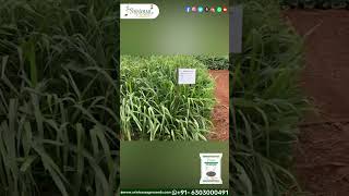 Para GrassBrachiaria Mutica Seeds  Thanneu Suresh  Srinivasa Agro Seeds  qualityseeds desiseed [upl. by Zetroc702]