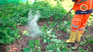 Transport for London tests how to control Japanese Knotweed without using chemicals [upl. by Chappy]