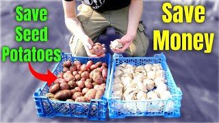 Save Your Own Seed Potatoes And NEVER Buy Them Again [upl. by Anertak]