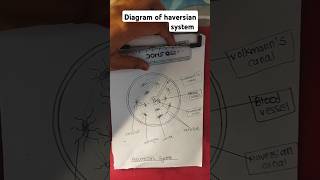 Diagram of haversian system drawing art easydrawing [upl. by Egap]