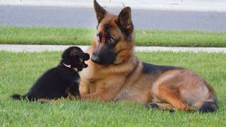 Funny GERMAN SHEPHERDS are here to make you LAUGH [upl. by Conney]