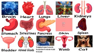 Every Human Organ Explained Using Memes [upl. by Sanborn]