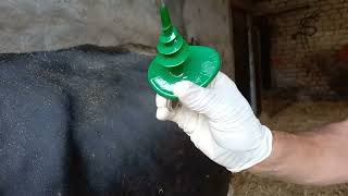 Relief of Gas Tympany Bloat in cow Application of Buff Trochar BovineDoctor [upl. by Rihat347]