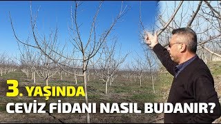 3 Yaşında Ceviz Ağacı Nasıl Budanır Azerbaycan [upl. by Agemo516]