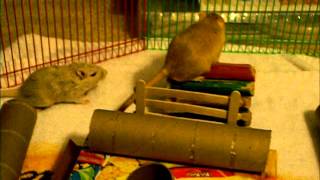 Gerbil Playpen Playtime [upl. by Oileduab]