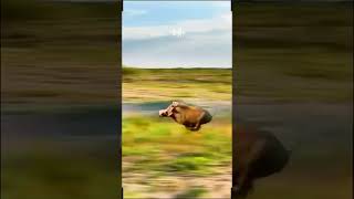 Warthogs Take Flight The Most Bizarre Animal Behavior Youve Ever Seen [upl. by Anecuza]