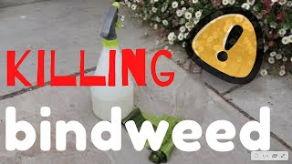 Killing BINDWEED  The SIMPLE way bindweed [upl. by Atiseret606]