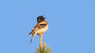 Brambling Song Bergfink sång läte Järripeippo ääni laulaa Bjørkefink sang lyd [upl. by Gannes571]