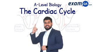 The Cardiac Cycle  ALevel Biology [upl. by Allerie]